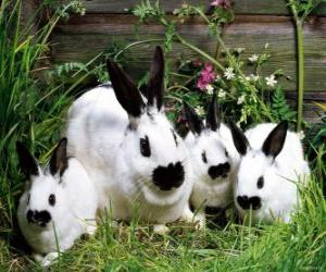 пазл Семейство кроликов